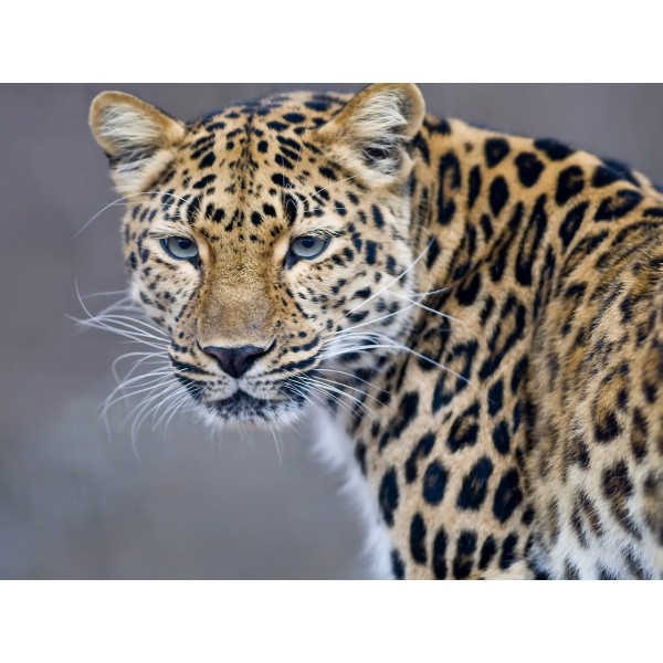 Leopardo 5d Diy Kit Diamond Painting Pittura Di Diamante NO4341