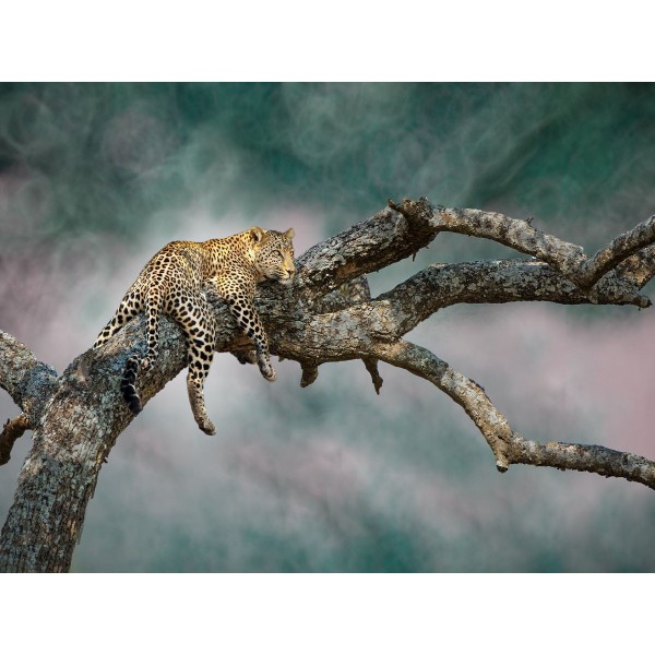 Leopardo 5d Diy Kit Diamond Painting Pittura Di Diamante NO4339