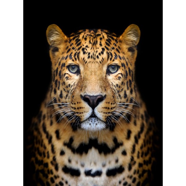 Leopardo 5d Diy Kit Diamond Painting Pittura Di Diamante NO4337