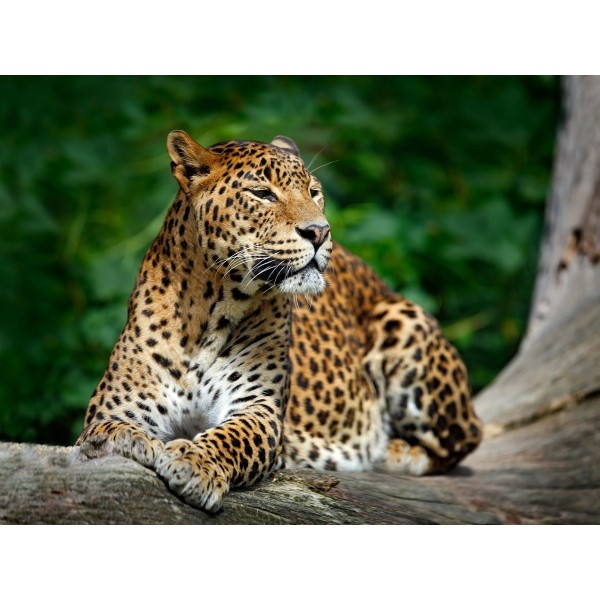 Leopardo 5d Diy Kit Diamond Painting Pittura Di Diamante NO4336