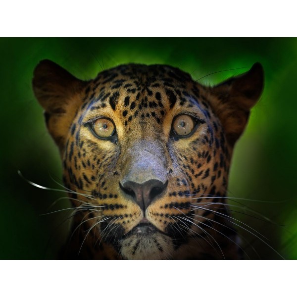 Leopardo 5d Diy Kit Diamond Painting Pittura Di Diamante NO4335