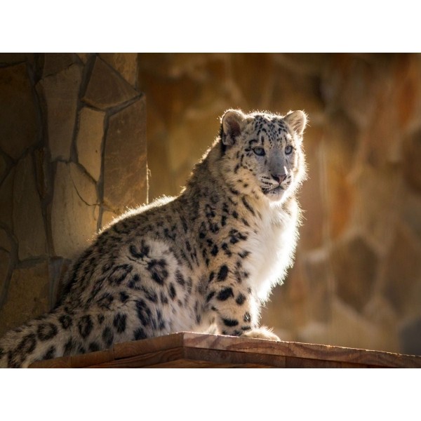 Leopardo 5d Diy Kit Diamond Painting Pittura Di Diamante NO4334