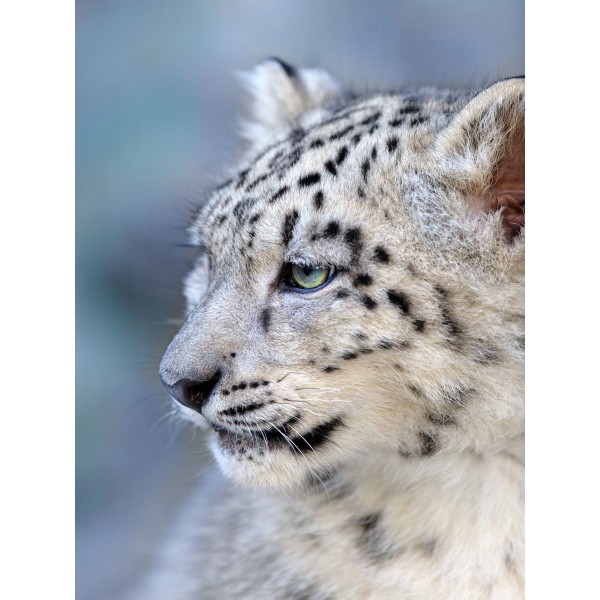 Leopardo 5d Diy Kit Diamond Painting Pittura Di Diamante NO4333