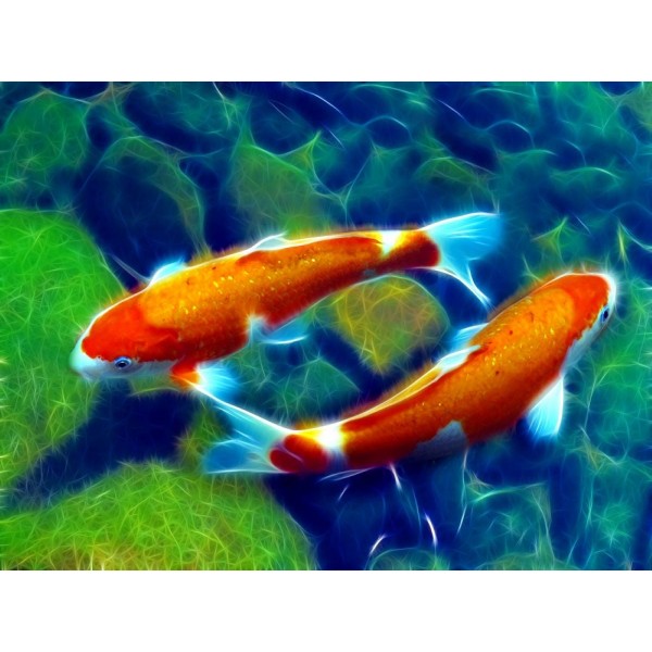 Pesce 5d Diy Kit Diamond Painting Pittura Di Diamante NO4010