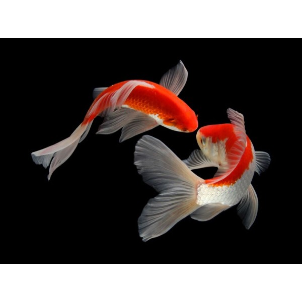 Pesce 5d Diy Kit Diamond Painting Pittura Di Diamante NO4008