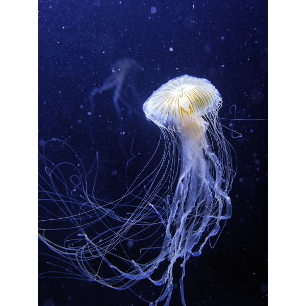 Medusa 5d Diy Kit Diamond Painting Pittura Di Diamante NO3999