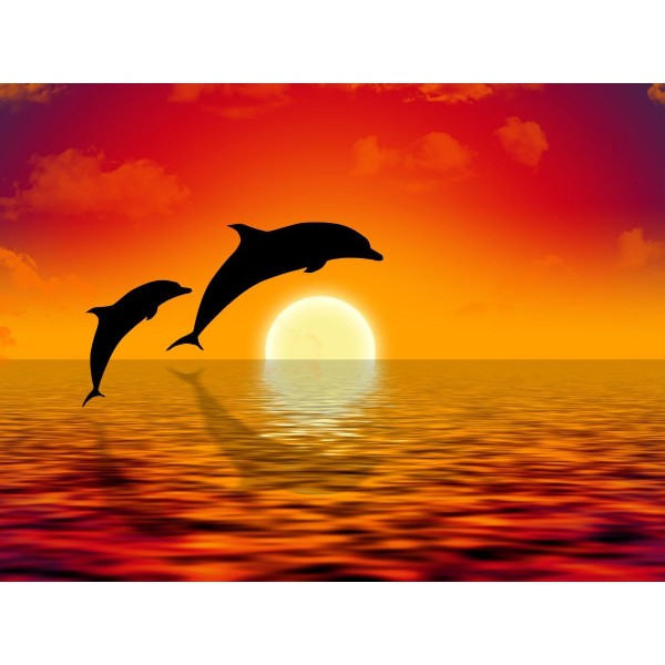 Delfino 5d Diy Kit Diamond Painting Pittura Di Diamante NO3982