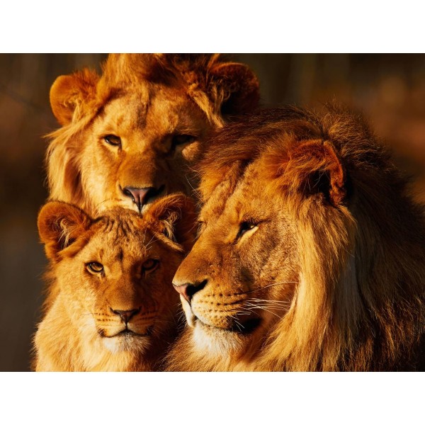 Leone 5d Diy Kit Diamond Painting Pittura Di Diamante NO3941