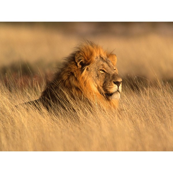 Leone 5d Diy Kit Diamond Painting Pittura Di Diamante NO3936