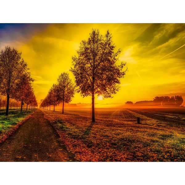 Albero 5d Diy Kit Diamond Painting Pittura Di Diamante NO3828