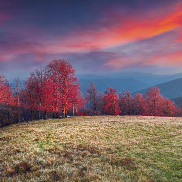 Albero 5d Diy Kit Diamond Painting Pittura Di Diamante NO3808