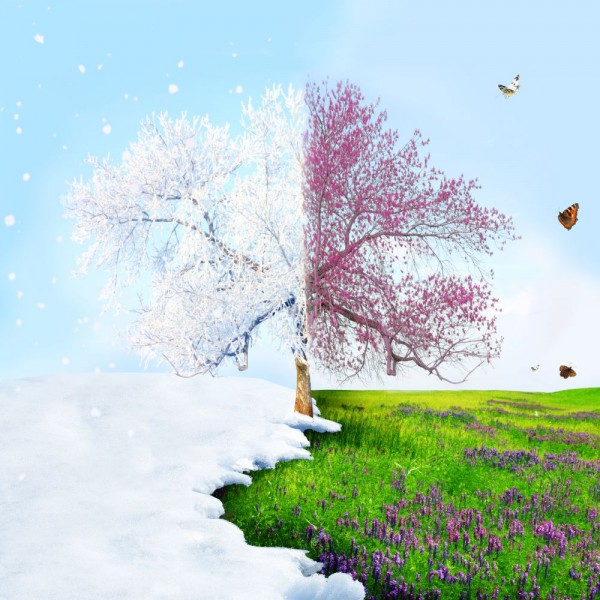 Albero 5d Diy Kit Diamond Painting Pittura Di Diamante NO3798