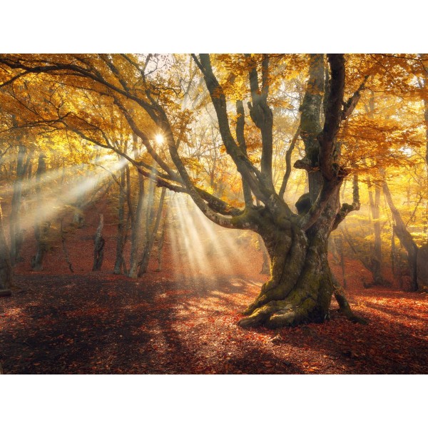 Albero 5d Diy Kit Diamond Painting Pittura Di Diamante NO3771