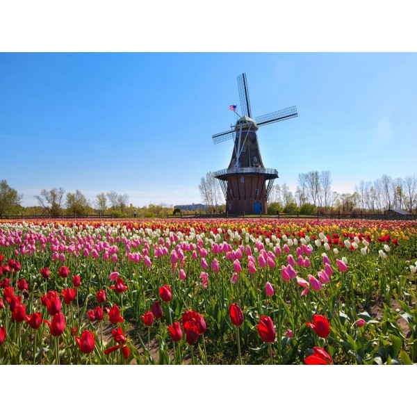 Mulino A Vento 5d Diy Kit Diamond Painting Pittura Di Diamante NO3721