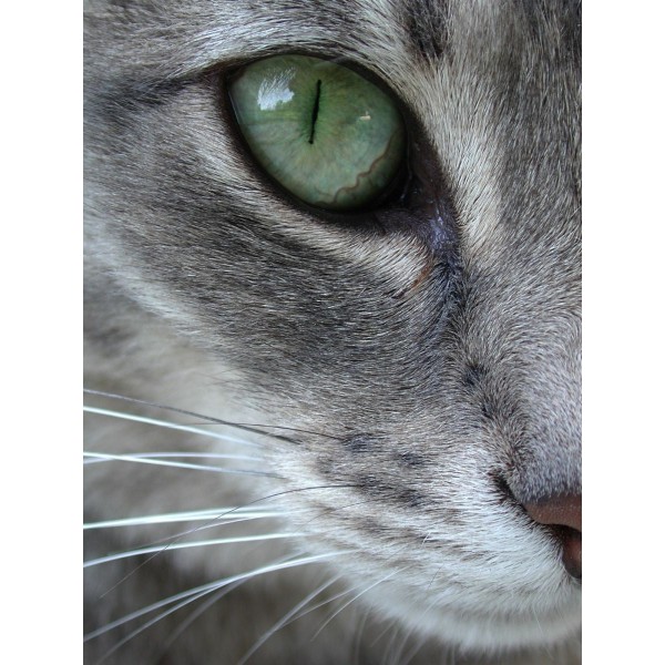 Gatto 5d Diy Kit Diamond Painting Pittura Di Diamante NO3634