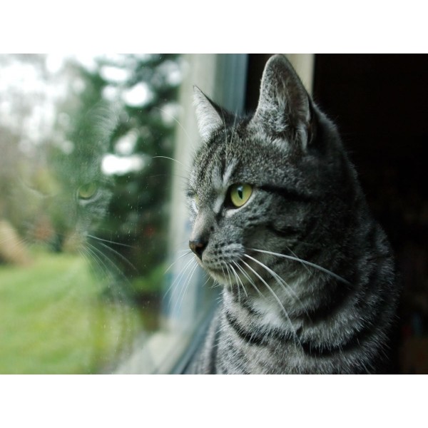 Gatto 5d Diy Kit Diamond Painting Pittura Di Diamante NO3633