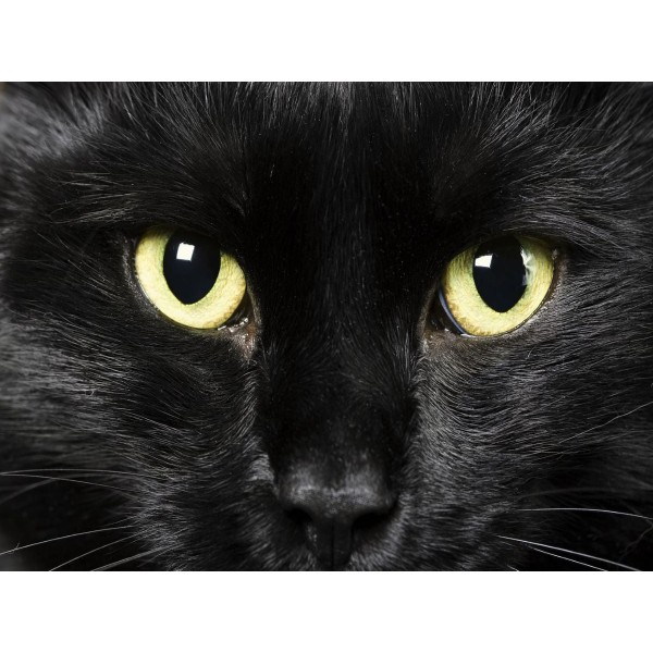 Gatto 5d Diy Kit Diamond Painting Pittura Di Diamante NO3631