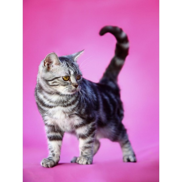 Gatto 5d Diy Kit Diamond Painting Pittura Di Diamante NO3630