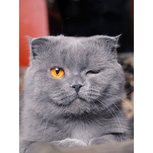 Gatto 5d Diy Kit Diamond Painting Pittura Di Diamante NO3629