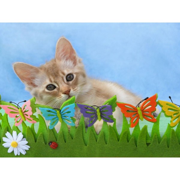 Gatto 5d Diy Kit Diamond Painting Pittura Di Diamante NO3626