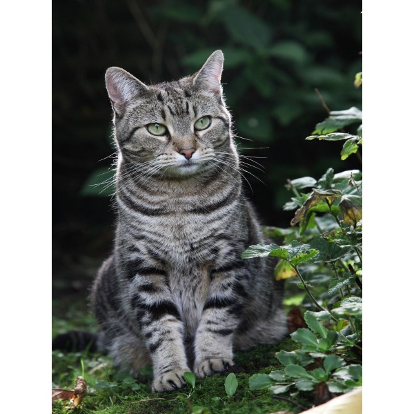 Gatto 5d Diy Kit Diamond Painting Pittura Di Diamante NO3624