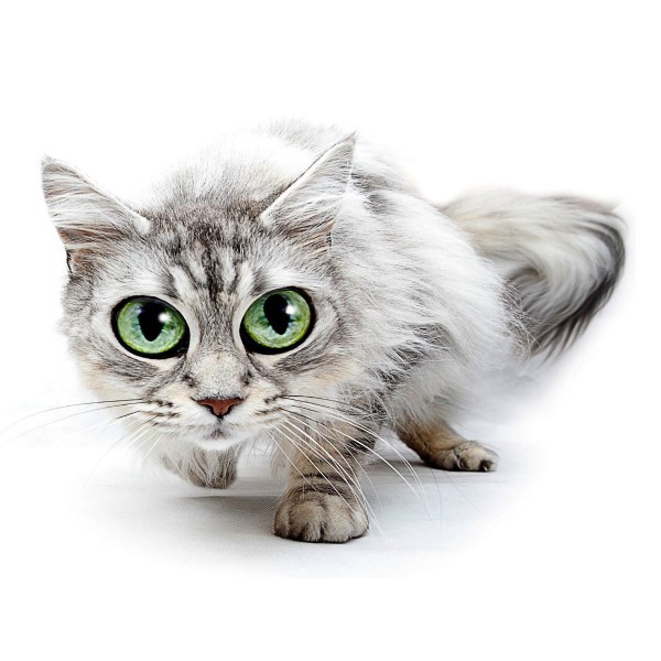 Gatto 5d Diy Kit Diamond Painting Pittura Di Diamante NO3623