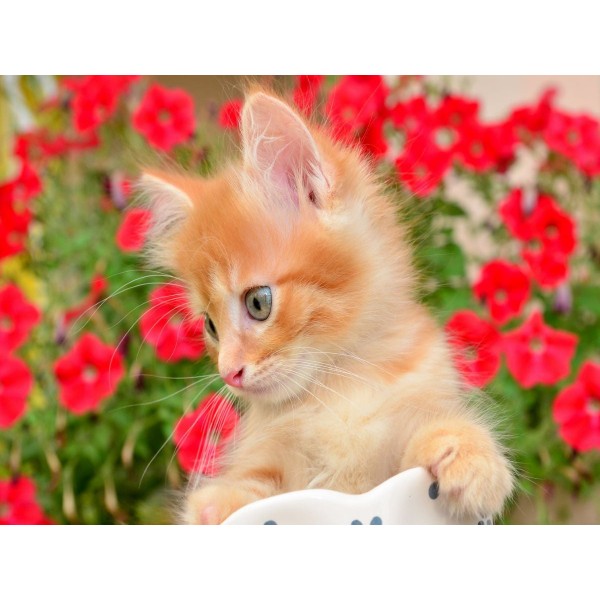 Gatto 5d Diy Kit Diamond Painting Pittura Di Diamante NO3622