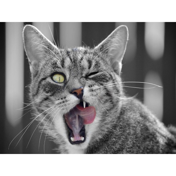 Gatto 5d Diy Kit Diamond Painting Pittura Di Diamante NO3621