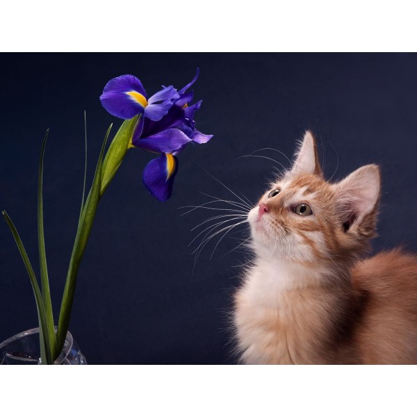 Gatto 5d Diy Kit Diamond Painting Pittura Di Diamante NO3620