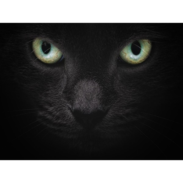 Gatto 5d Diy Kit Diamond Painting Pittura Di Diamante NO3619