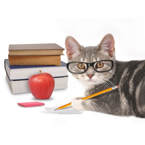 Gatto 5d Diy Kit Diamond Painting Pittura Di Diamante NO3617