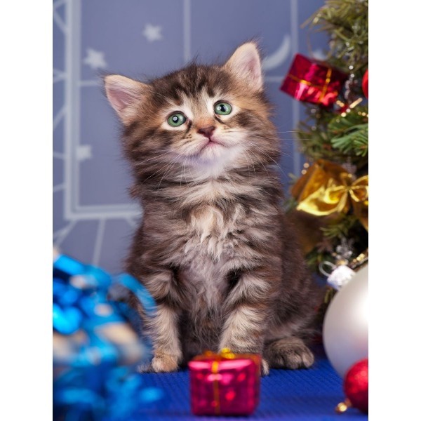 Gatto 5d Diy Kit Diamond Painting Pittura Di Diamante NO3615