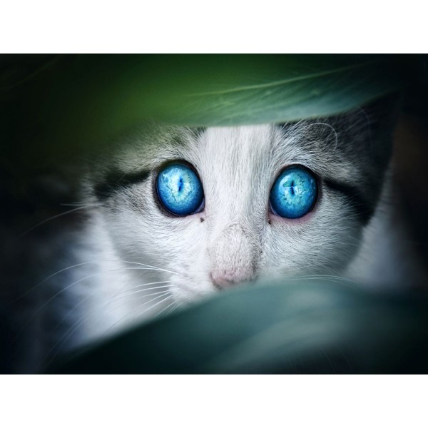 Gatto 5d Diy Kit Diamond Painting Pittura Di Diamante NO3612