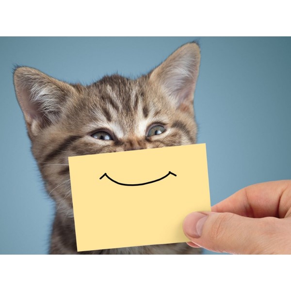 Gatto 5d Diy Kit Diamond Painting Pittura Di Diamante NO3610