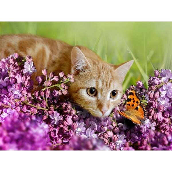 Gatto 5d Diy Kit Diamond Painting Pittura Di Diamante NO3606