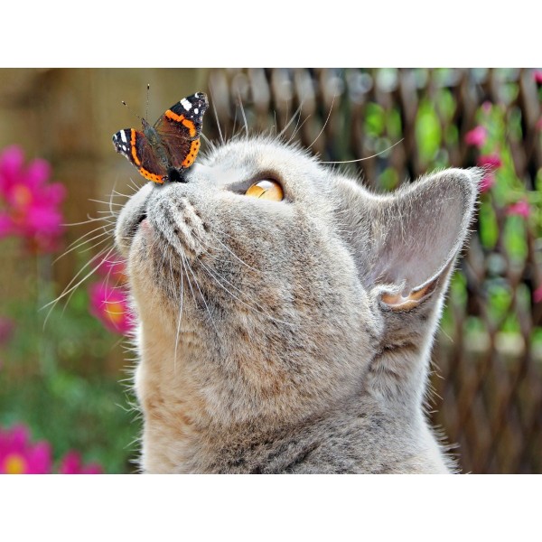 Gatto 5d Diy Kit Diamond Painting Pittura Di Diamante NO3604