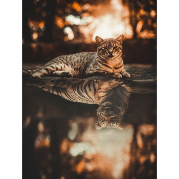 Gatto 5d Diy Kit Diamond Painting Pittura Di Diamante NO3598