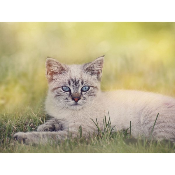 Gatto 5d Diy Kit Diamond Painting Pittura Di Diamante NO3597