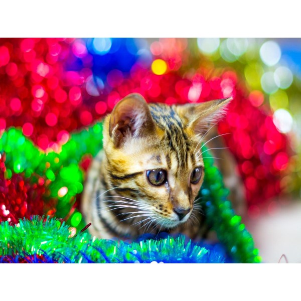 Gatto 5d Diy Kit Diamond Painting Pittura Di Diamante NO3596