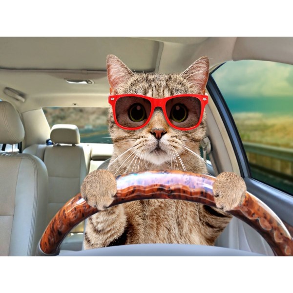 Gatto 5d Diy Kit Diamond Painting Pittura Di Diamante NO3595