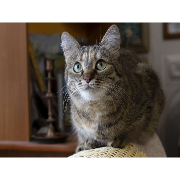 Gatto 5d Diy Kit Diamond Painting Pittura Di Diamante NO3594