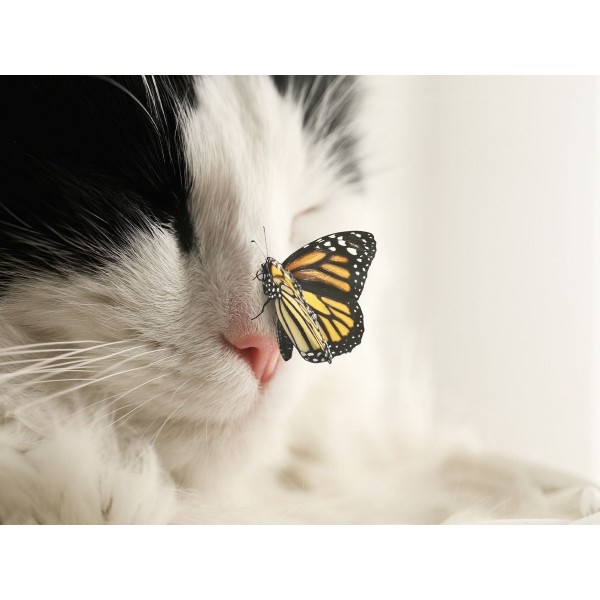 Gatto 5d Diy Kit Diamond Painting Pittura Di Diamante NO3593