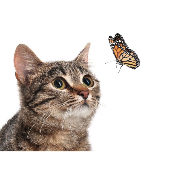 Gatto 5d Diy Kit Diamond Painting Pittura Di Diamante NO3592