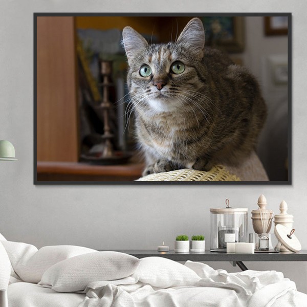 Gatto 5d Diy Kit Diamond Painting Pittura Di Diamante NO3594