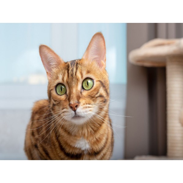 Gatto 5d Diy Kit Diamond Painting Pittura Di Diamante NO3587