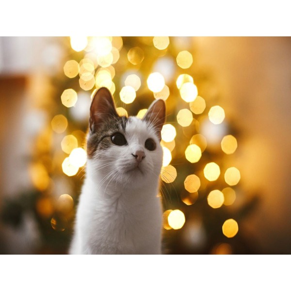 Gatto 5d Diy Kit Diamond Painting Pittura Di Diamante NO3585