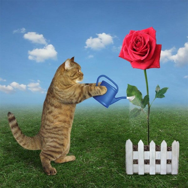 Gatto 5d Diy Kit Diamond Painting Pittura Di Diamante NO3582