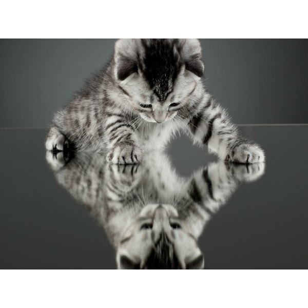 Gatto 5d Diy Kit Diamond Painting Pittura Di Diamante NO3577