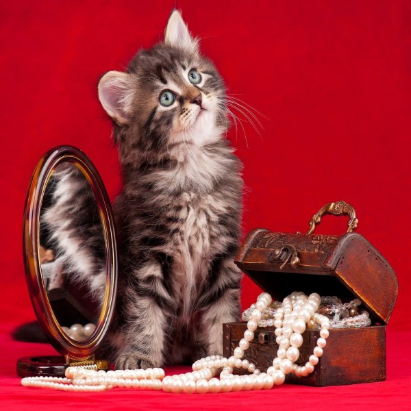 Gatto 5d Diy Kit Diamond Painting Pittura Di Diamante NO3571