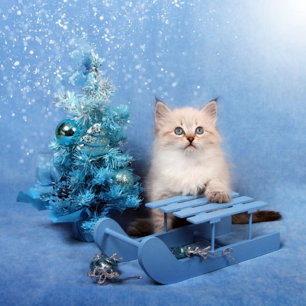 Gatto 5d Diy Kit Diamond Painting Pittura Di Diamante NO3569